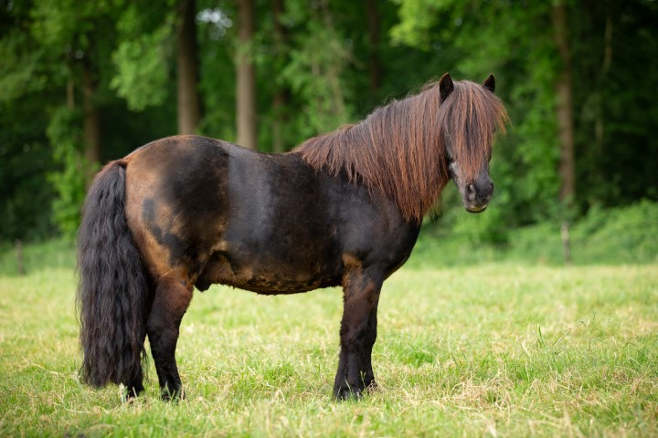 Vladimir