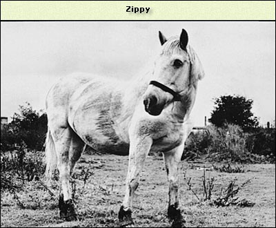 Zippy