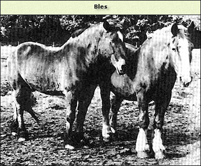 Bles