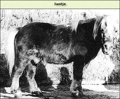 Jantje
