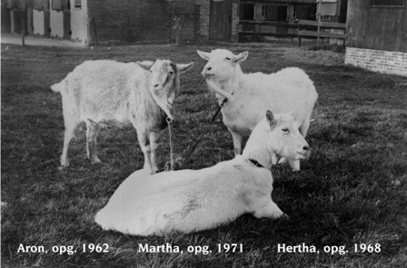 Martha