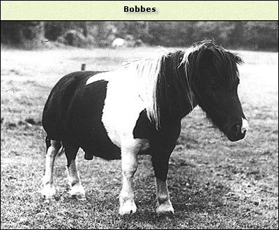 Bobbes