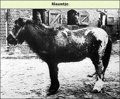 Blauwtje