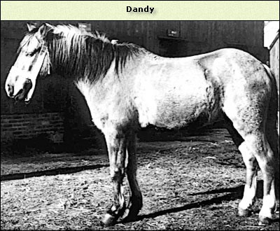 Dandy