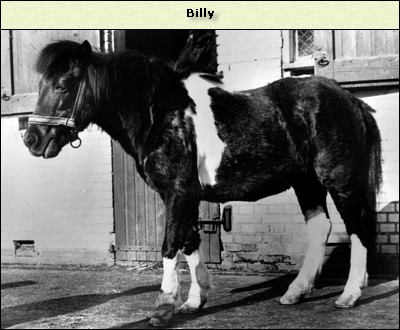 Billy