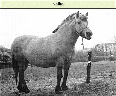 Nelle