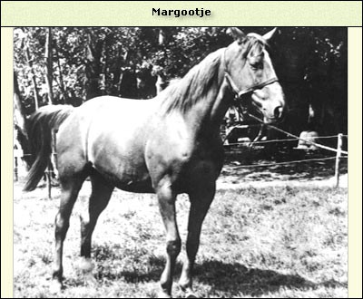 Margootje