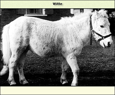 Witte
