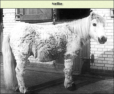 Nellie