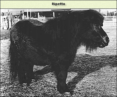 Ripetto