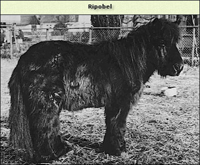 Ripobel