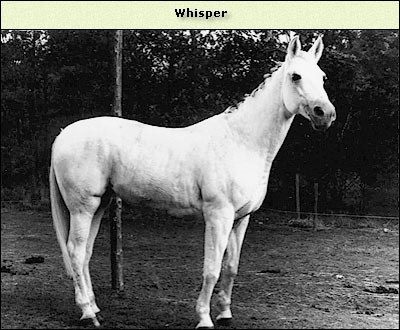 Whisper