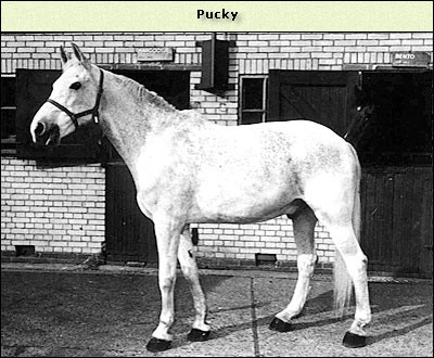 Pucky