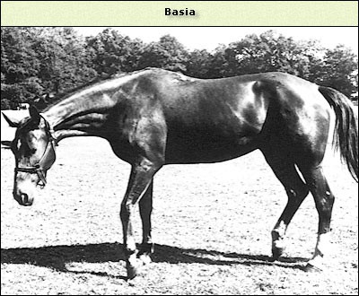 Basia