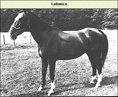 Latiwica