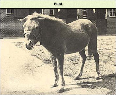 Funi