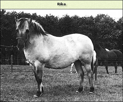 Rika
