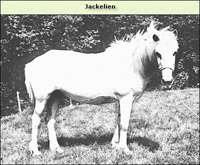 Jackelien
