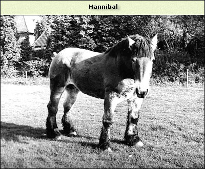 Hannibal