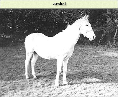 Arabel