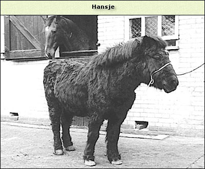 Hansje