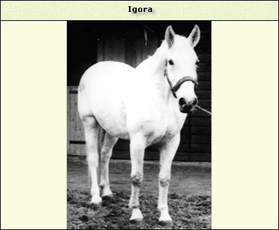 Igora