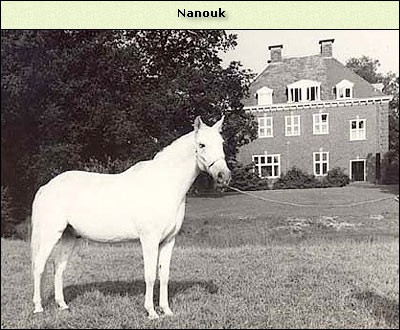 Nanouk