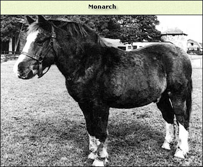 Monarch