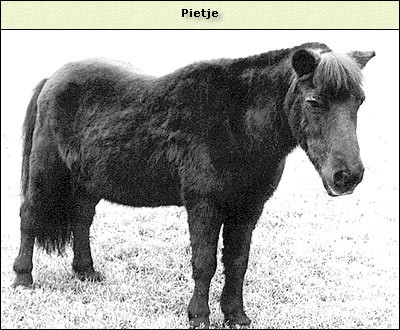Pietje