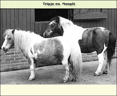 Monptie