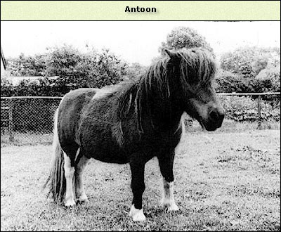 Antoon