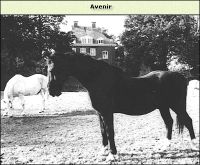 Avenir