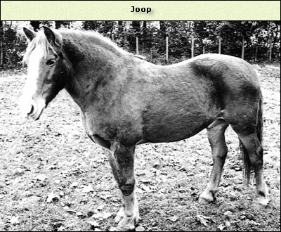 Joop