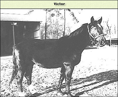 Victor