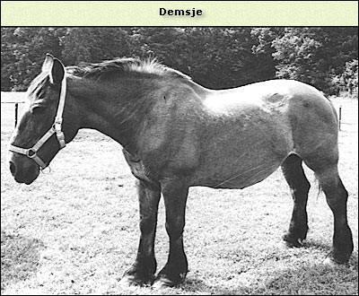 Demsje