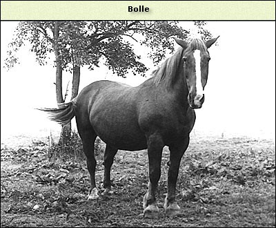Bolle