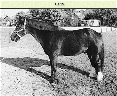 Tiras