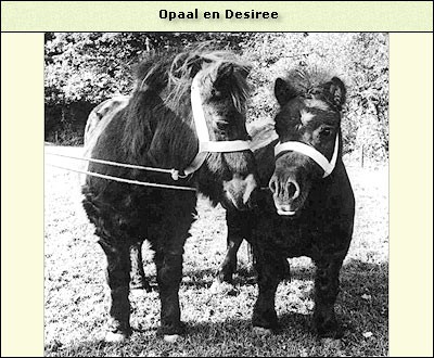 Opaal