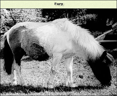 Fury