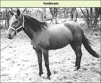 Sunbeam