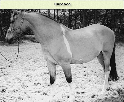 Baranca