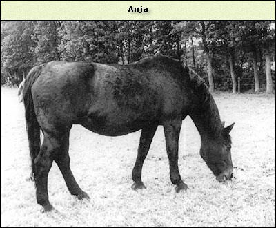 Anja