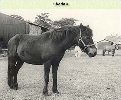 Shadow