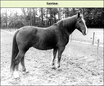 Gerine