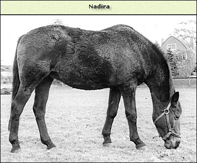 Nadira