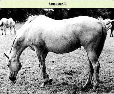 Senator I