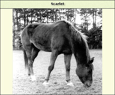 Scarlet