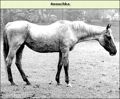 Anouchka