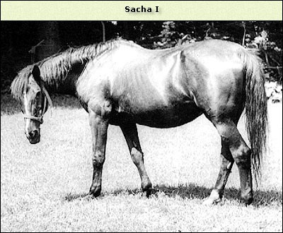 Sacha I