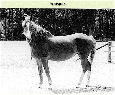 Whisper
